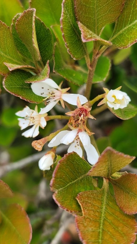 Indian hawthorn (Rhaphiolepis indica)