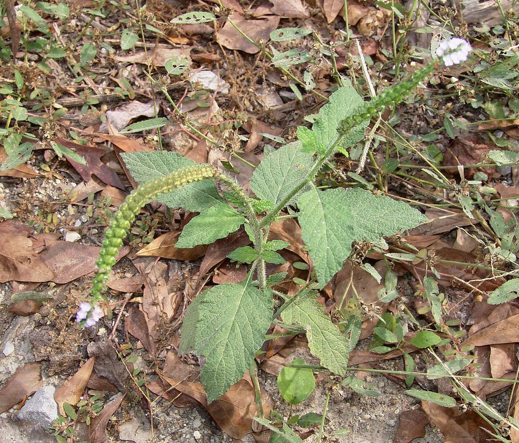 Indian heliotrope (Heliotropium indicum)