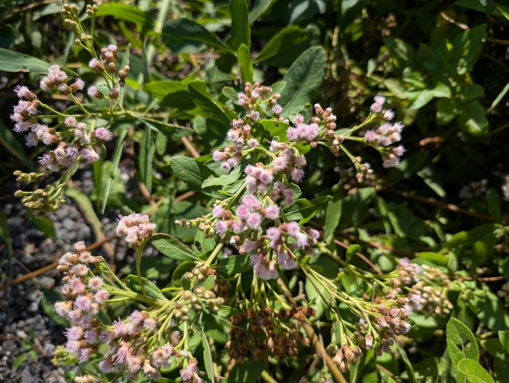 Indian marsh fleabane (Pluchea indica)