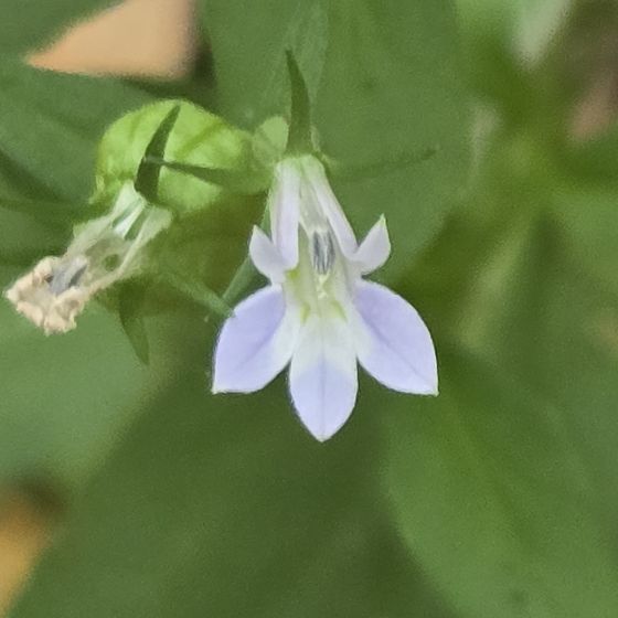 Indian tobacco (Lobelia inflata)