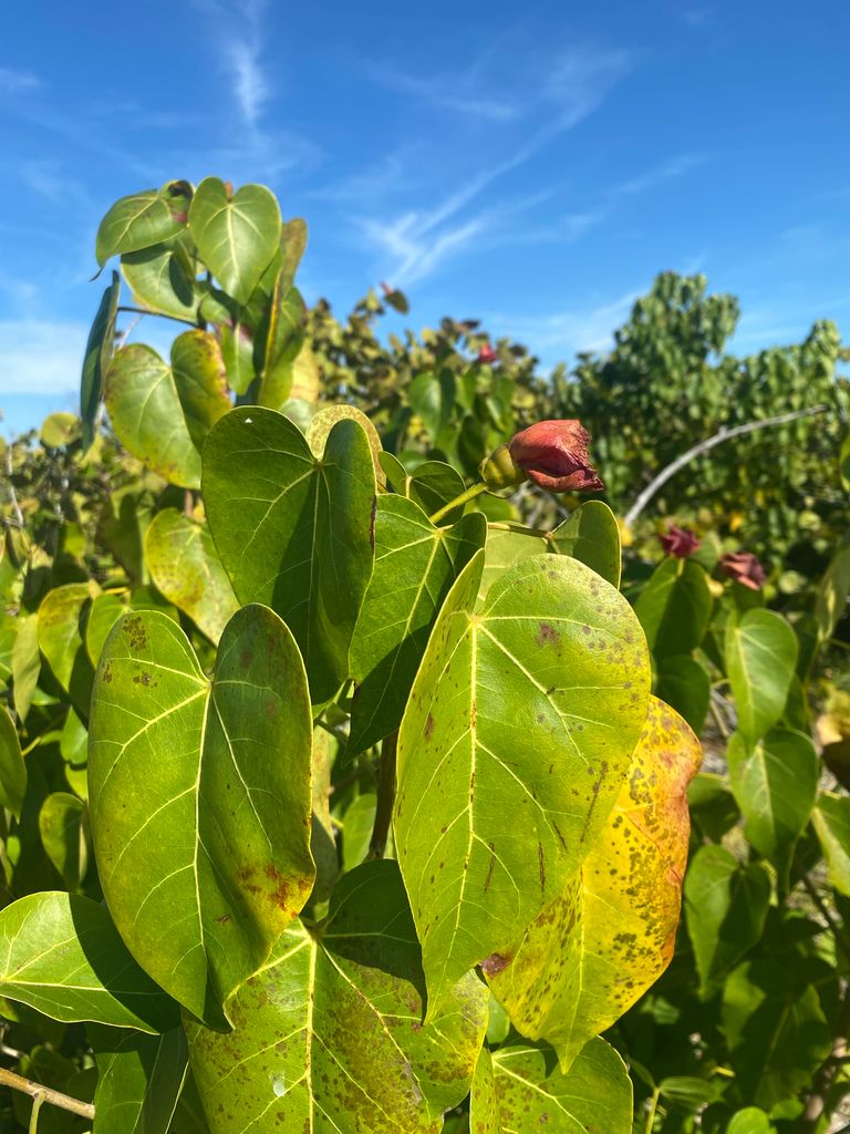 Indian tulip tree (Thespesia populnea)