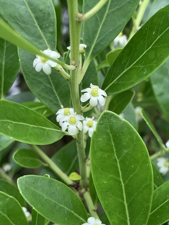 Inkberry (Ilex glabra)