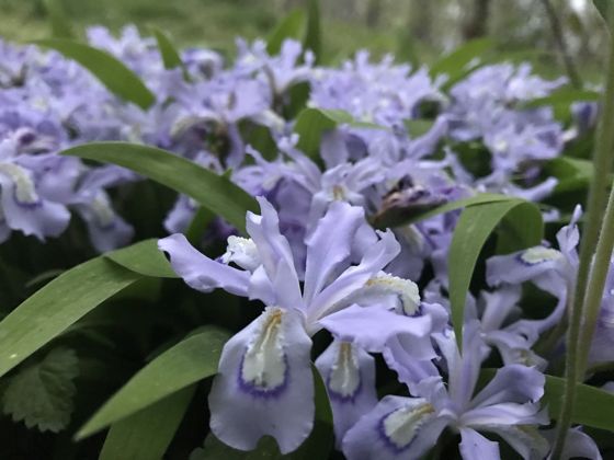 Irises (Iris)