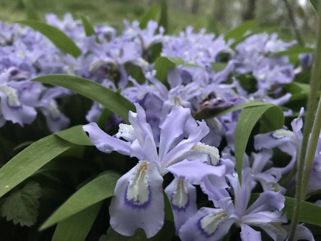 Irises (Iris)