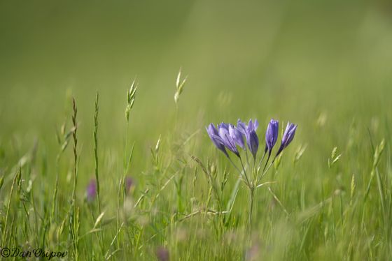 Ithuriel's spear (Triteleia laxa)