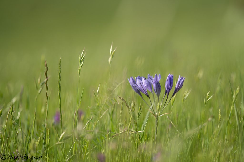 Ithuriel's spear (Triteleia laxa)