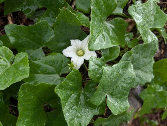 Ivy gourd (Coccinia grandis)