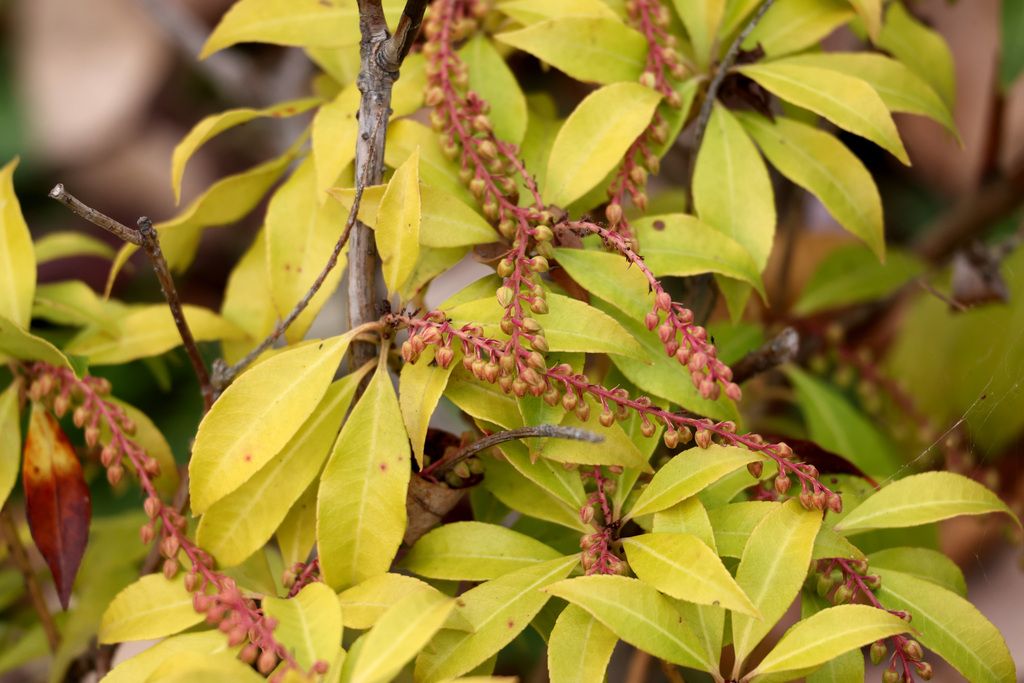 Japanese andromeda (Pieris japonica)