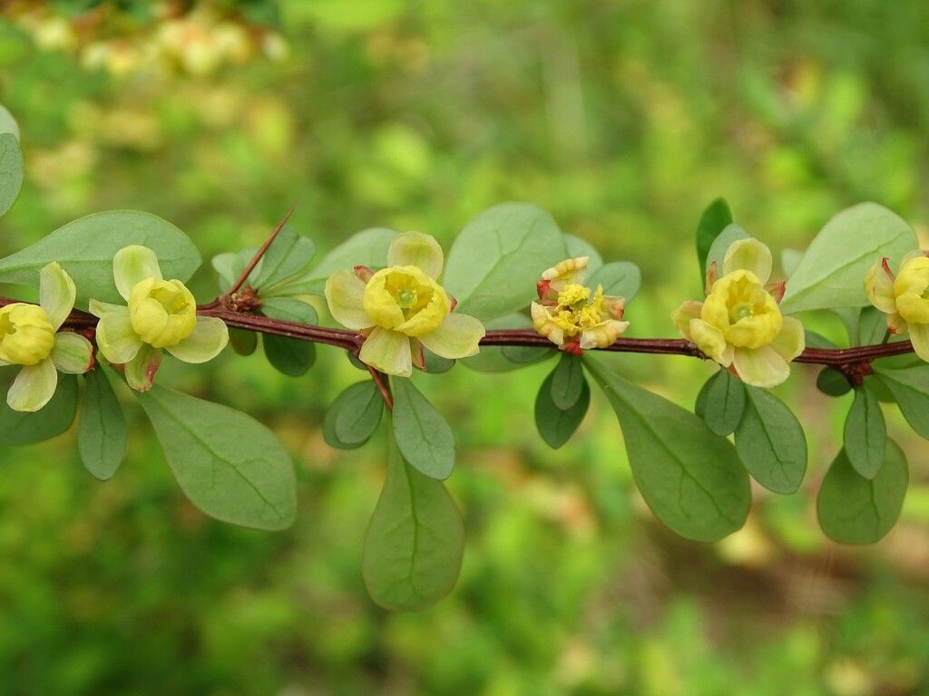 Japanese barberry (Berberis thunbergii)