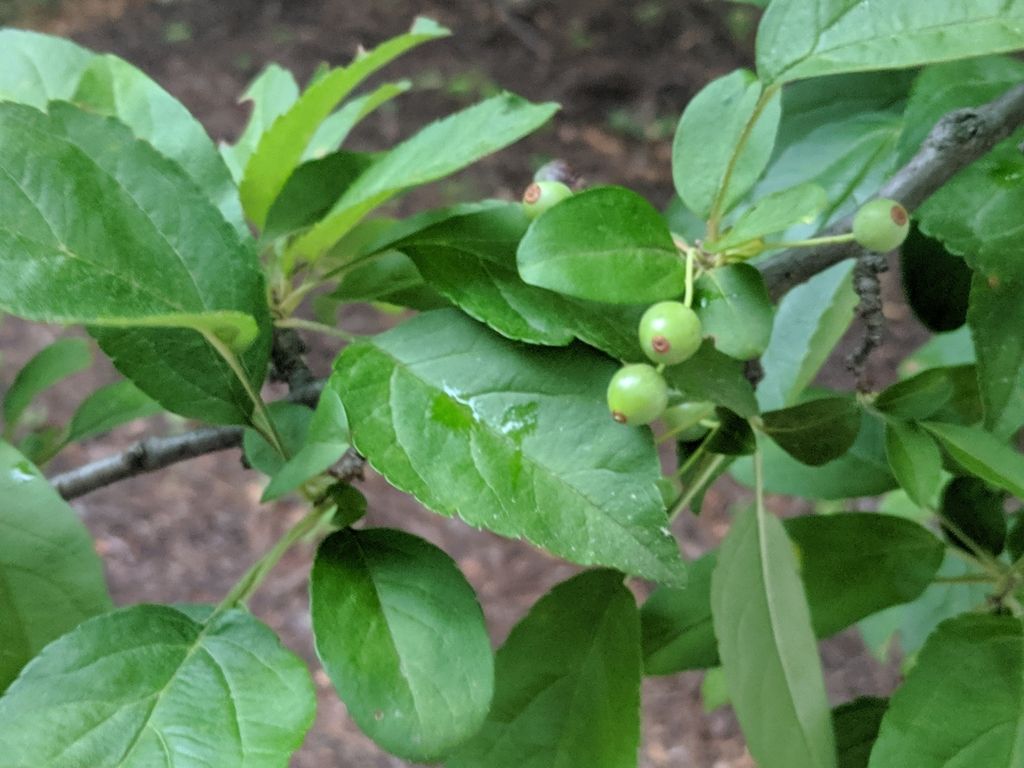 Japanese flowering crabapple (Malus × floribunda)