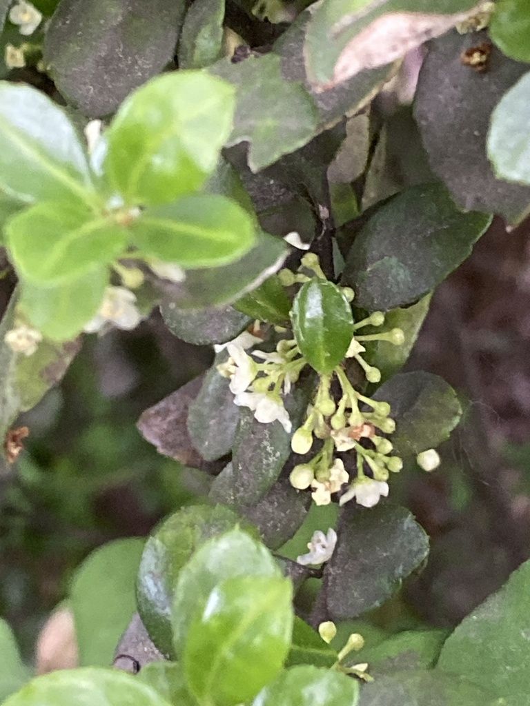 Japanese holly (Ilex crenata)
