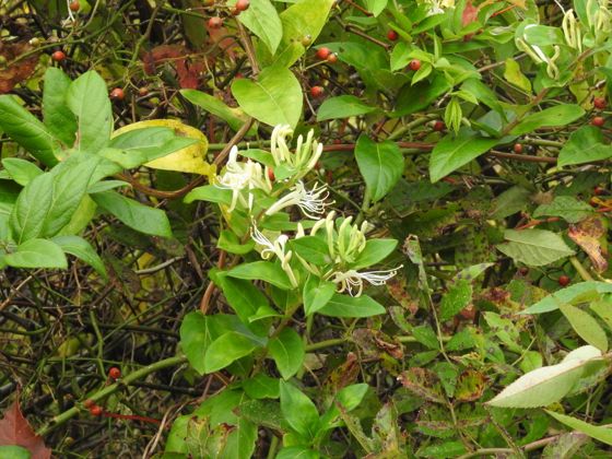 Japanese honeysuckle (Lonicera japonica)