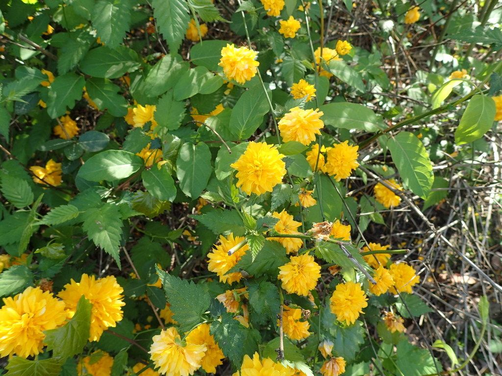 Japanese kerria (Kerria japonica)