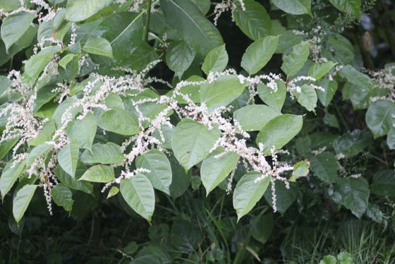 Japanese knotweed (Reynoutria japonica)