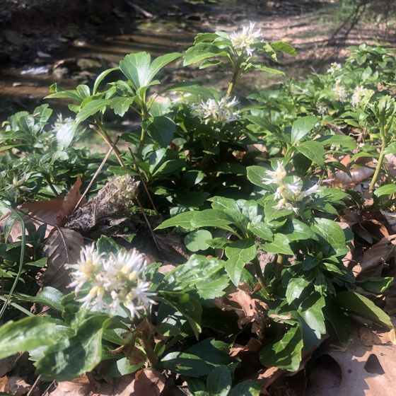 Japanese pachysandra (Pachysandra terminalis)