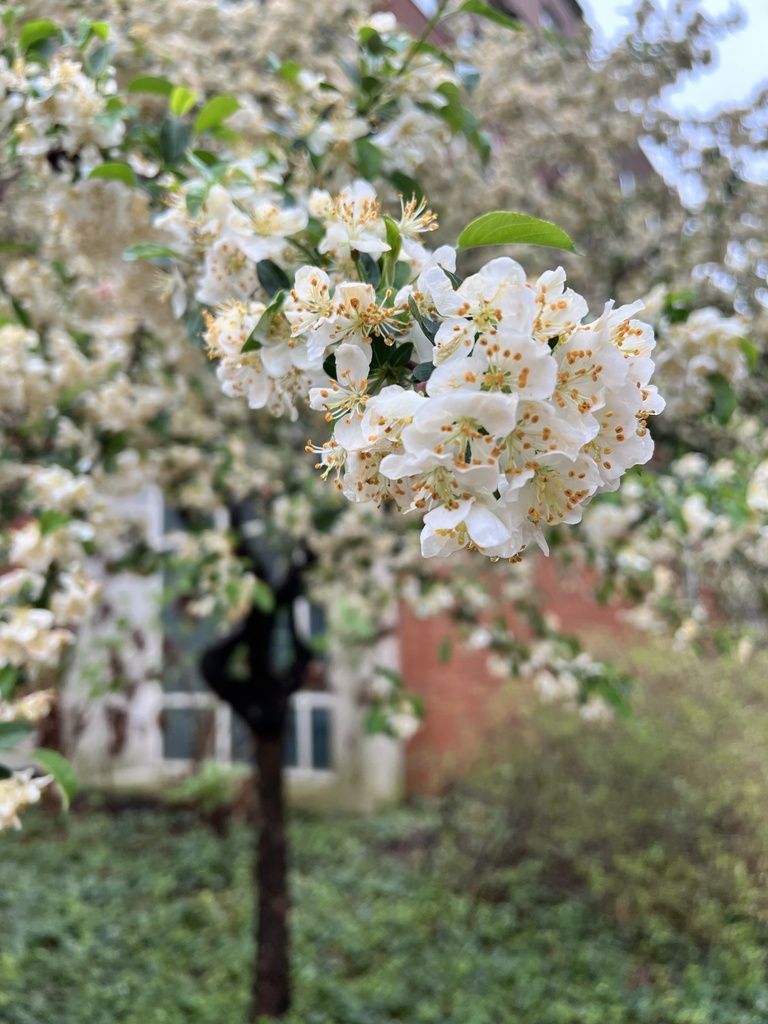 Japanese plum (Prunus salicina)