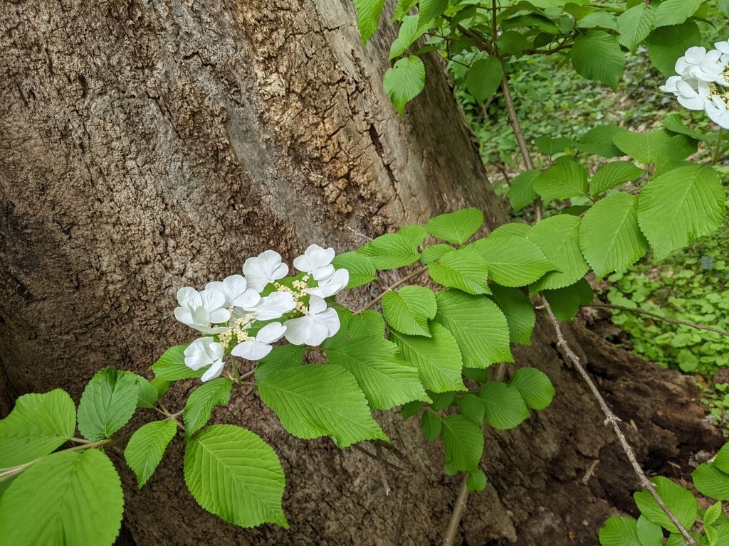 Japanese snowball viburnum (Viburnum plicatum)