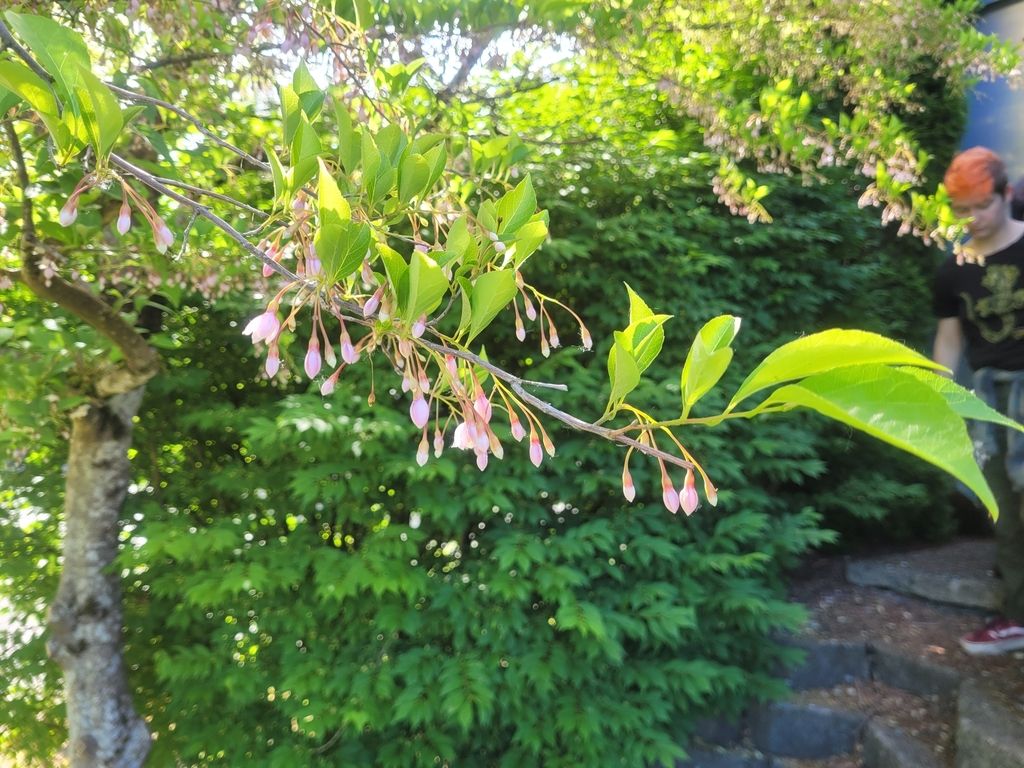 Japanese snowbell (Styrax japonicus)