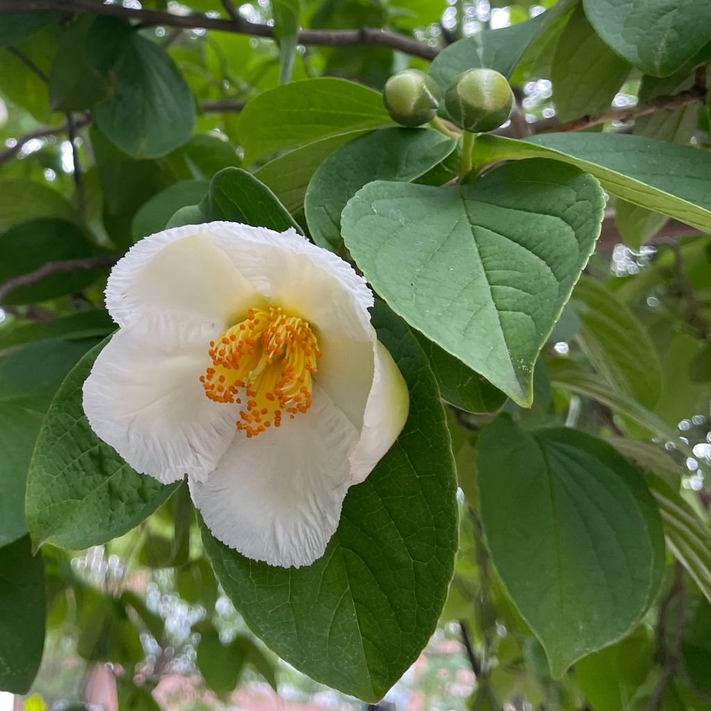 Japanese stewartia (Stewartia pseudocamellia)