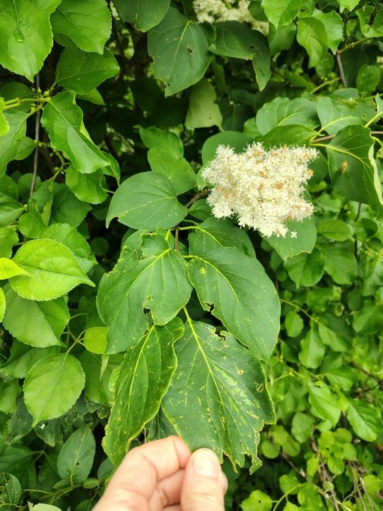 Japanese tree lilac (Syringa reticulata)