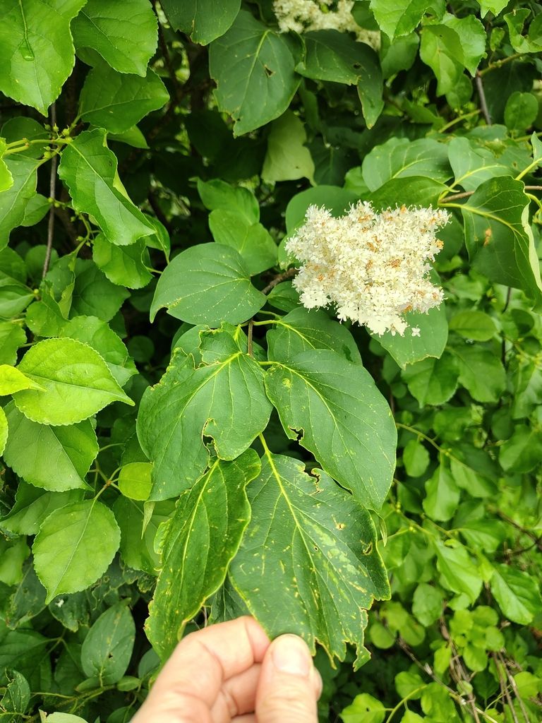 Japanese tree lilac (Syringa reticulata)