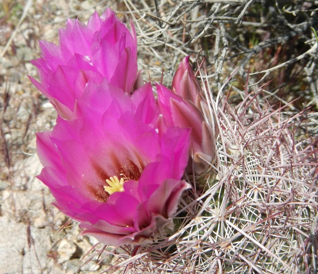 Johnson's beehive cactus (Echinomastus johnsonii)