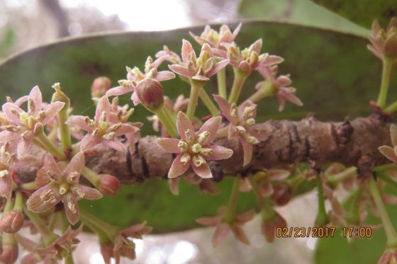 Kōlea lau nui (Myrsine lessertiana)