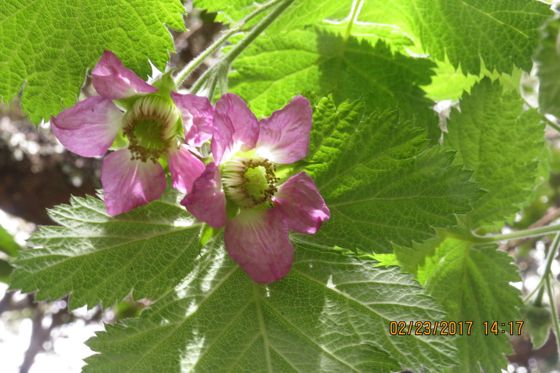 ‘ākala (Rubus hawaiensis)