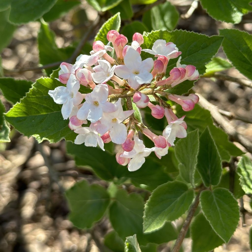 Koreanspice viburnum (Viburnum carlesii)