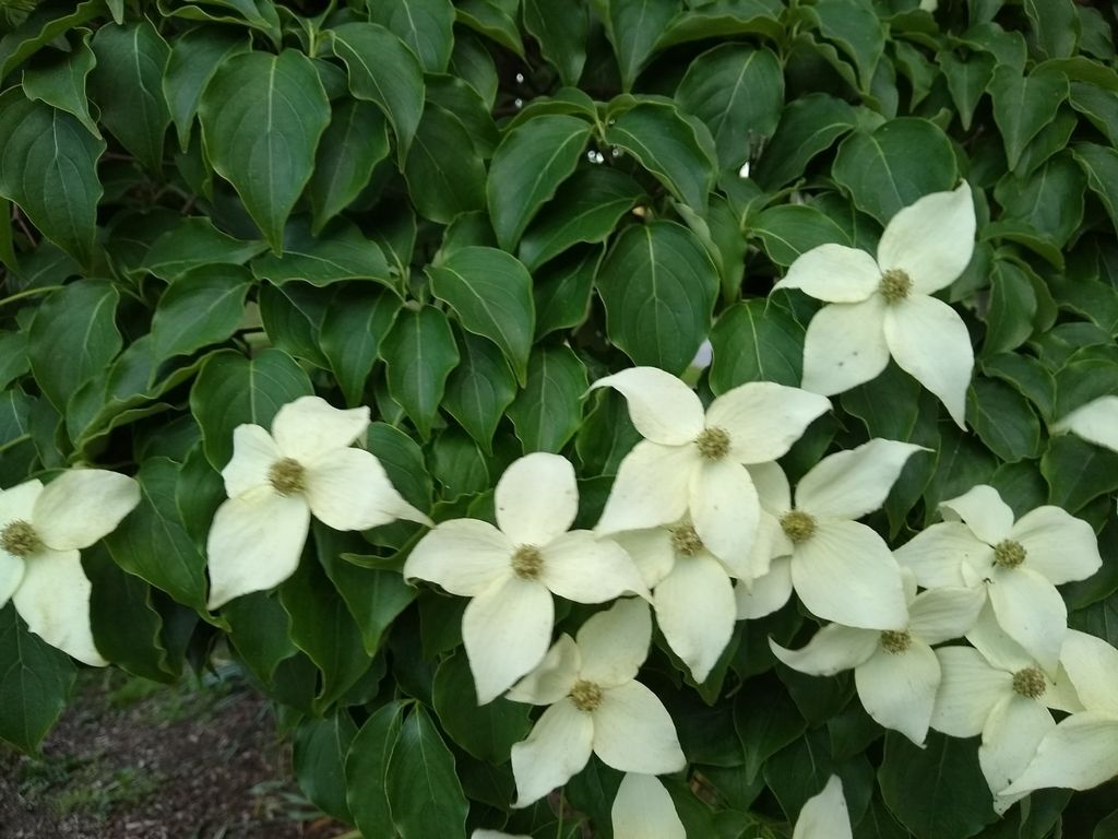 Kousa dogwood (Cornus kousa)