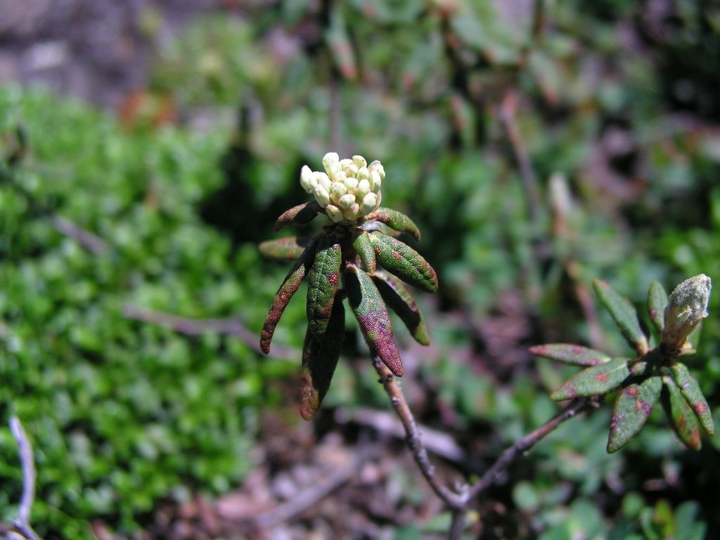Labrador tea (Rhododendron groenlandicum)