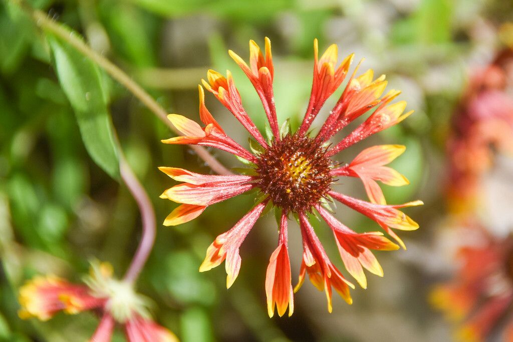 Lanceleaf blanketflower (Gaillardia aestivalis)