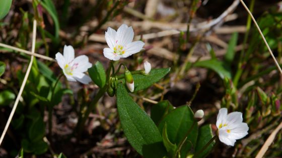 Lanceleaf springbeauty (Claytonia lanceolata)