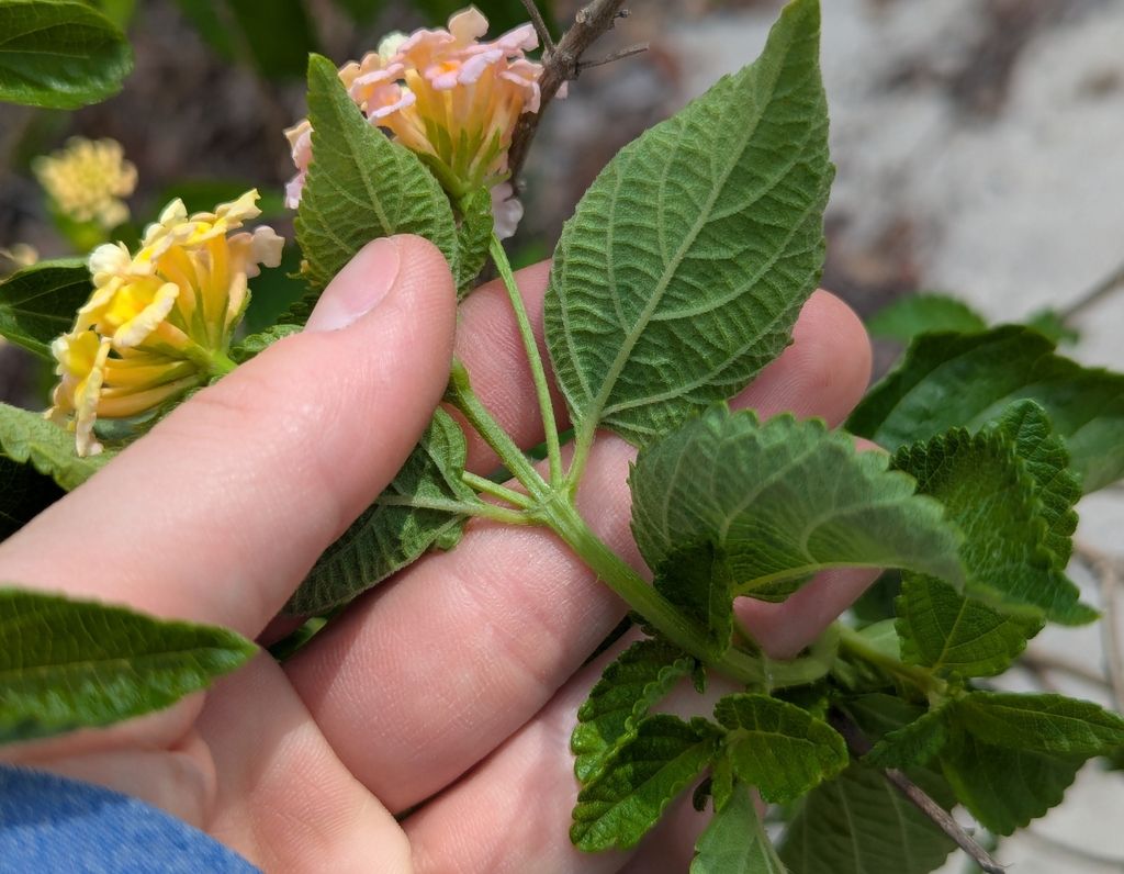 Lantana (Lantana strigocamara)