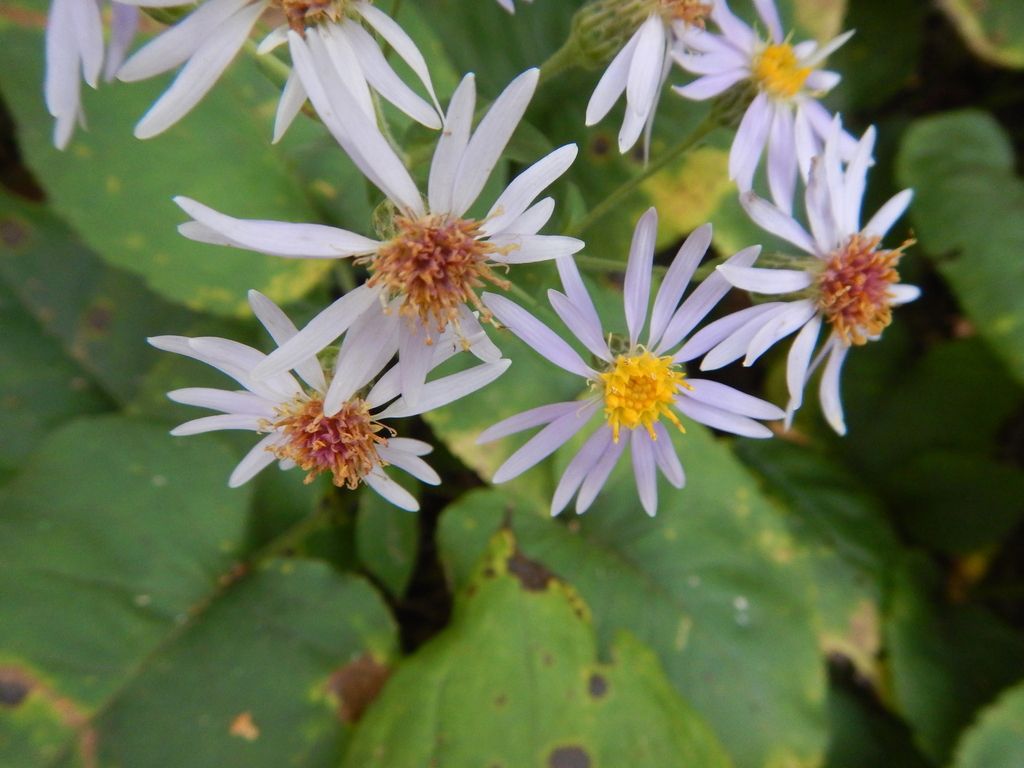 Large-leaved aster (Eurybia macrophylla)
