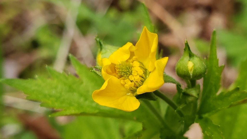 Large-leaved avens (Geum macrophyllum)
