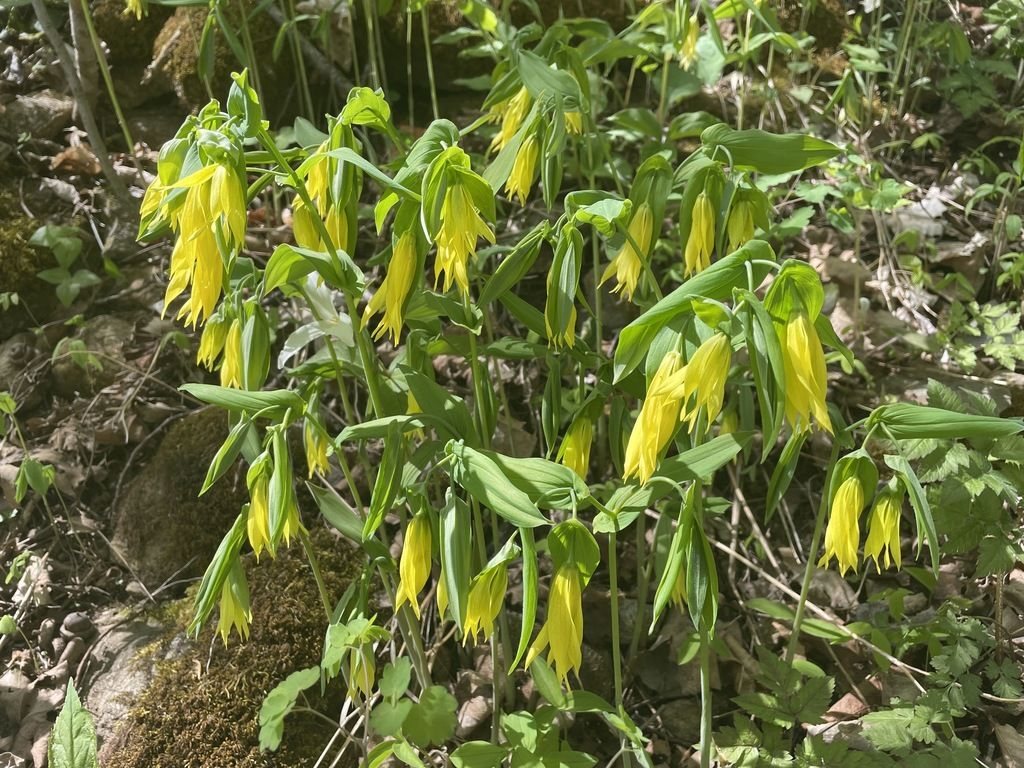 Largeflower bellwort (Uvularia grandiflora)