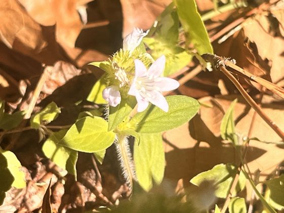 Largeflower Mexican clover (Richardia grandiflora)