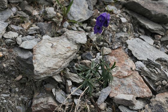 Larkspurleaf monkshood (Aconitum delphiniifolium)