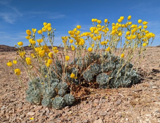 Las vegas bear-poppy (Arctomecon californica)