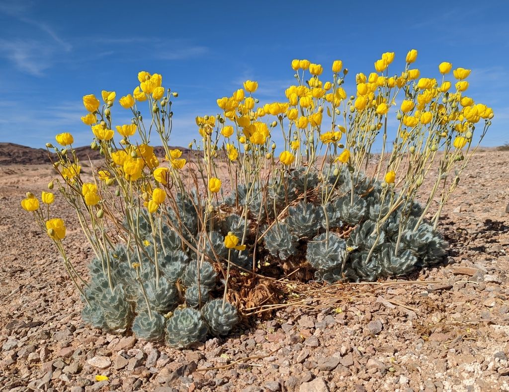 Las vegas bear-poppy (Arctomecon californica)