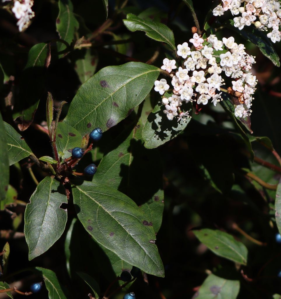 Laurustinus (Viburnum tinus)