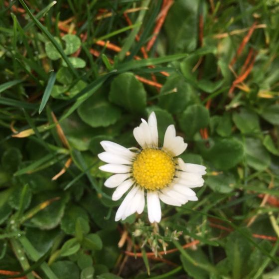 Lawn daisy (Bellis perennis)