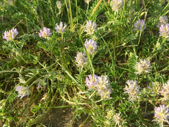 Laxmann's milkvetch (Astragalus laxmannii)