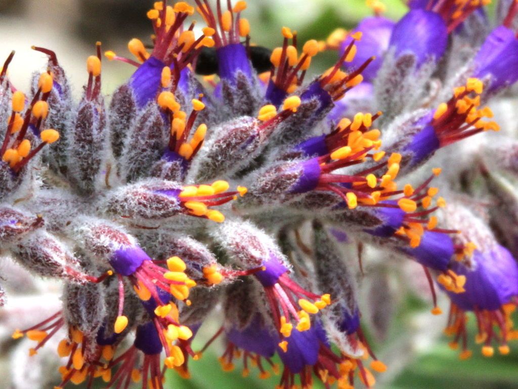 Leadplant (Amorpha canescens)