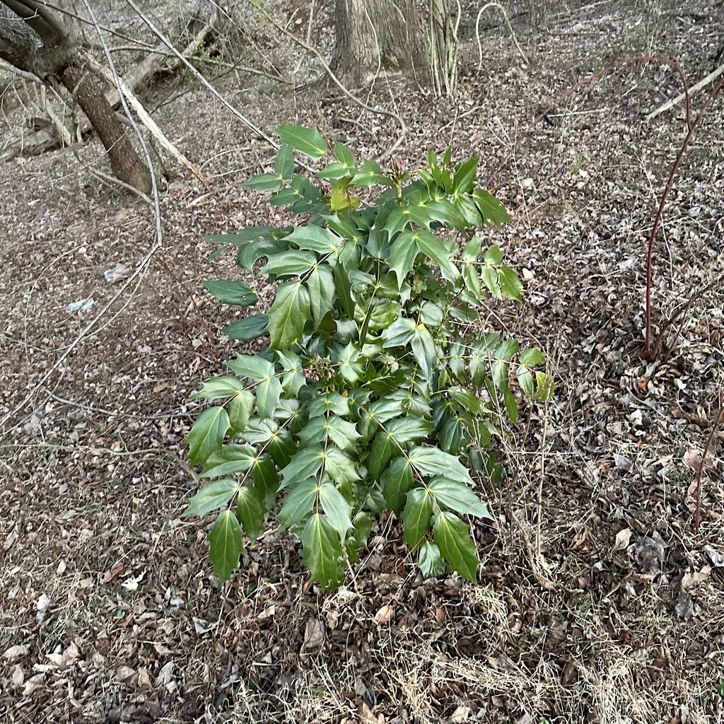 Leatherleaf mahonia (Berberis bealei)