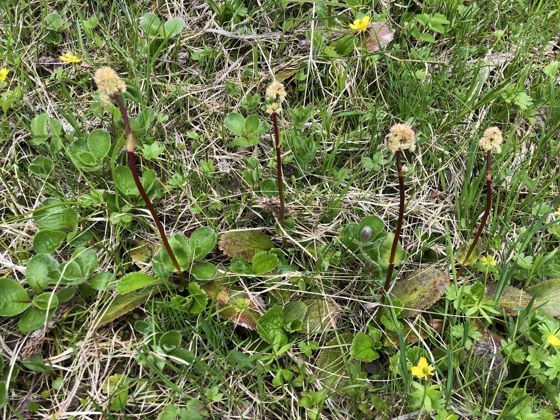 Leatherleaf saxifrage (Leptarrhena pyrolifolia)