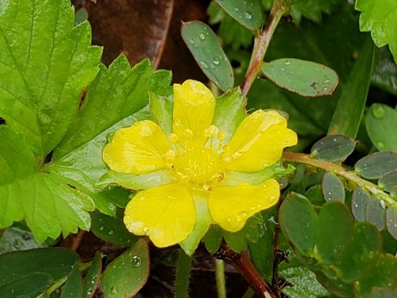 Lesser mock-strawberry (Potentilla hebiichigo)