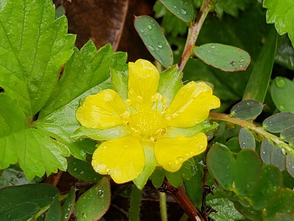 Lesser mock-strawberry (Potentilla hebiichigo)