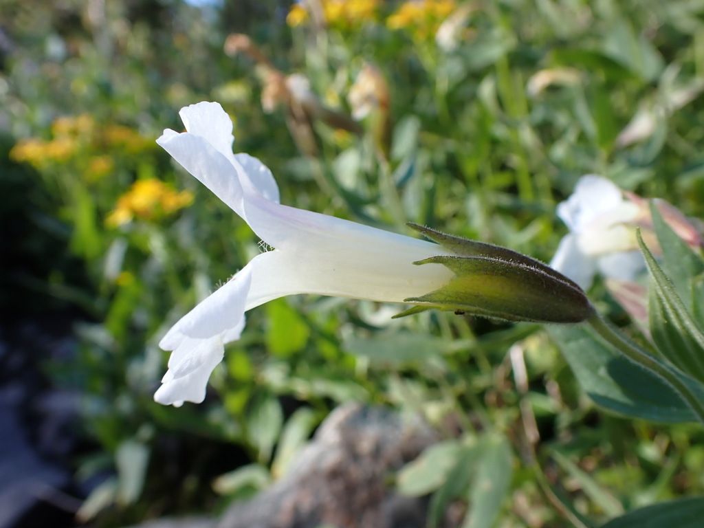 Lewis' monkeyflower (Erythranthe lewisii)